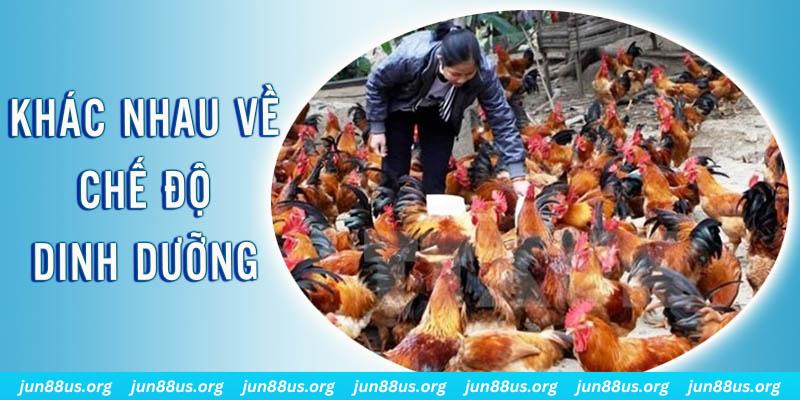 vz99 Đại Chiến Đỏ Đen