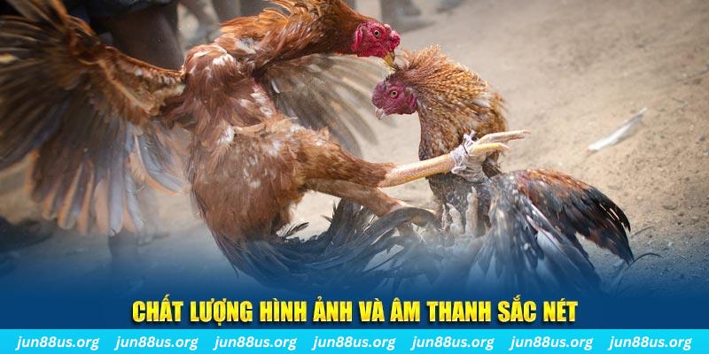 vz99 gà chọi tiêu phong